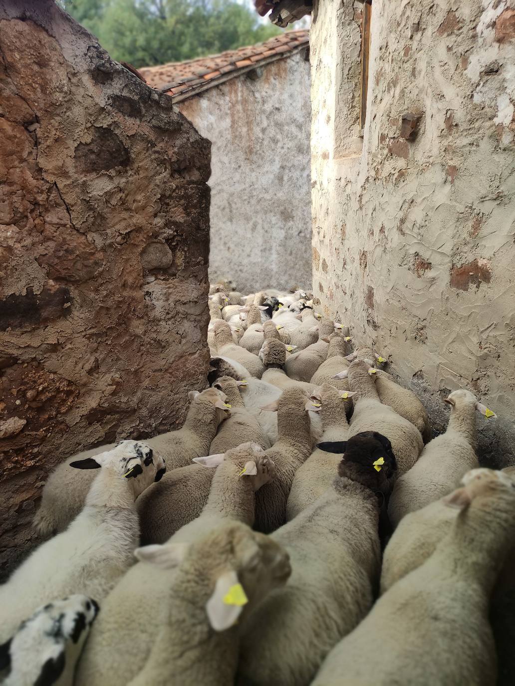 La trashumancia se apodera de Tolbaños de Arriba