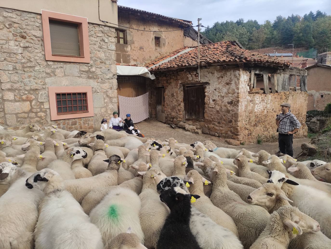 La trashumancia se apodera de Tolbaños de Arriba