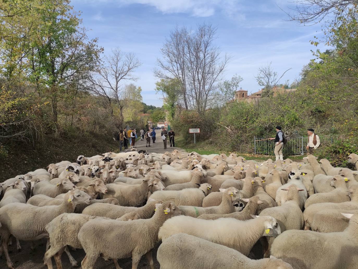 La trashumancia se apodera de Tolbaños de Arriba