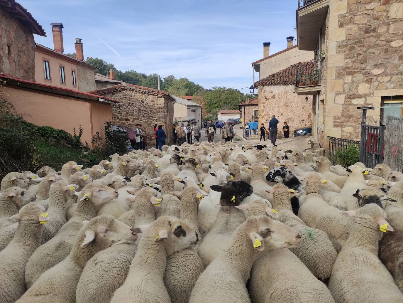 La trashumancia se apodera de Tolbaños de Arriba