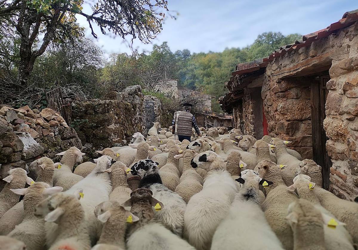 La trashumancia se apodera de Tolbaños de Arriba