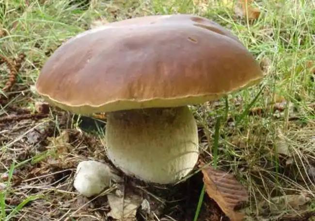 Boletus u hongo blanco.