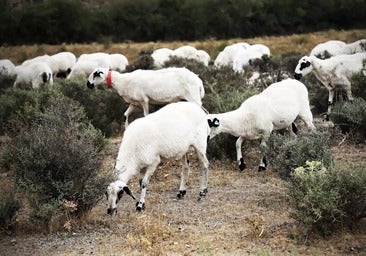 Las ovejas de Arlanzón ya pastan en Villasur de Herreros