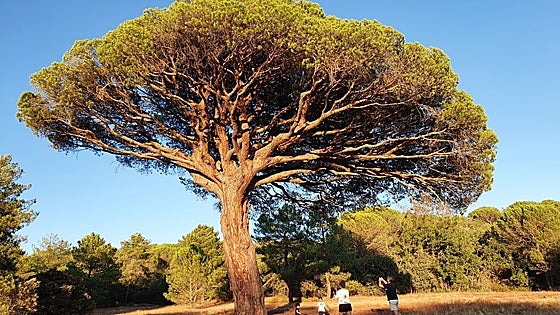 La Ruta Ribera elabora un estudio para proteger sus árboles singulares