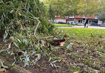 Ramas caídas y muchos problemas por el viento en Burgos