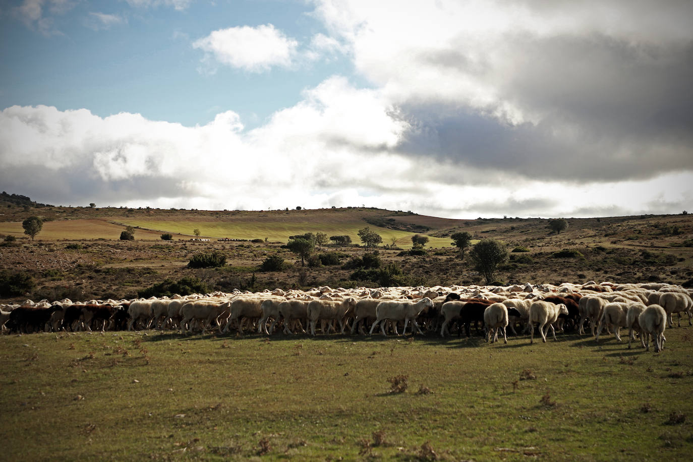 Conocimientos tradicionales e innovación con los últimos pastores de Valdivielso