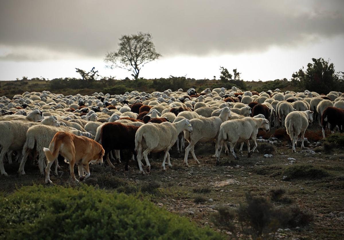 Ovejas en el monte del Valle de Valdivielso.