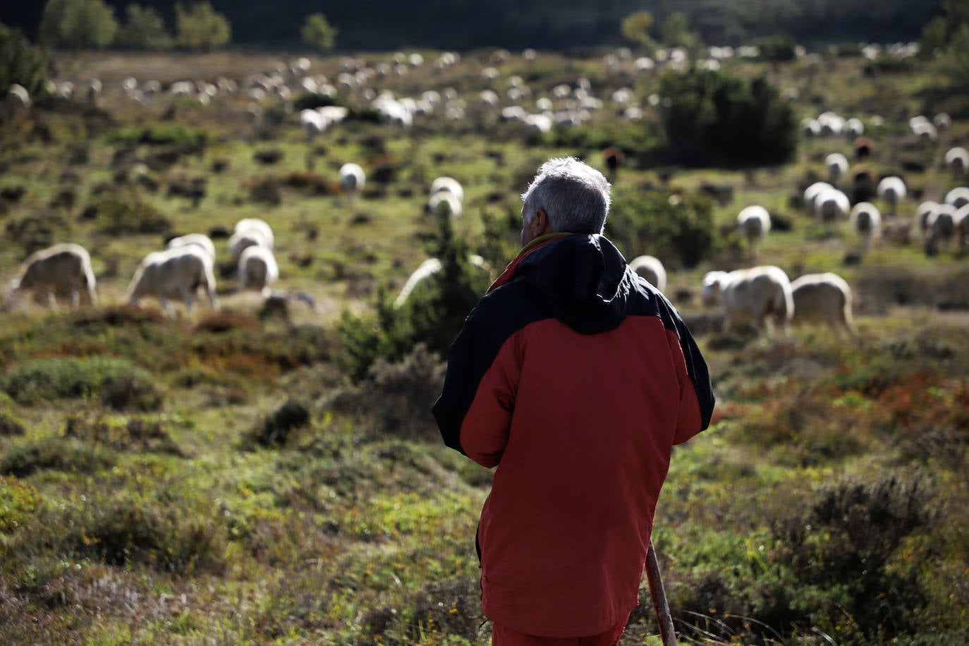 Conocimientos tradicionales e innovación con los últimos pastores de Valdivielso