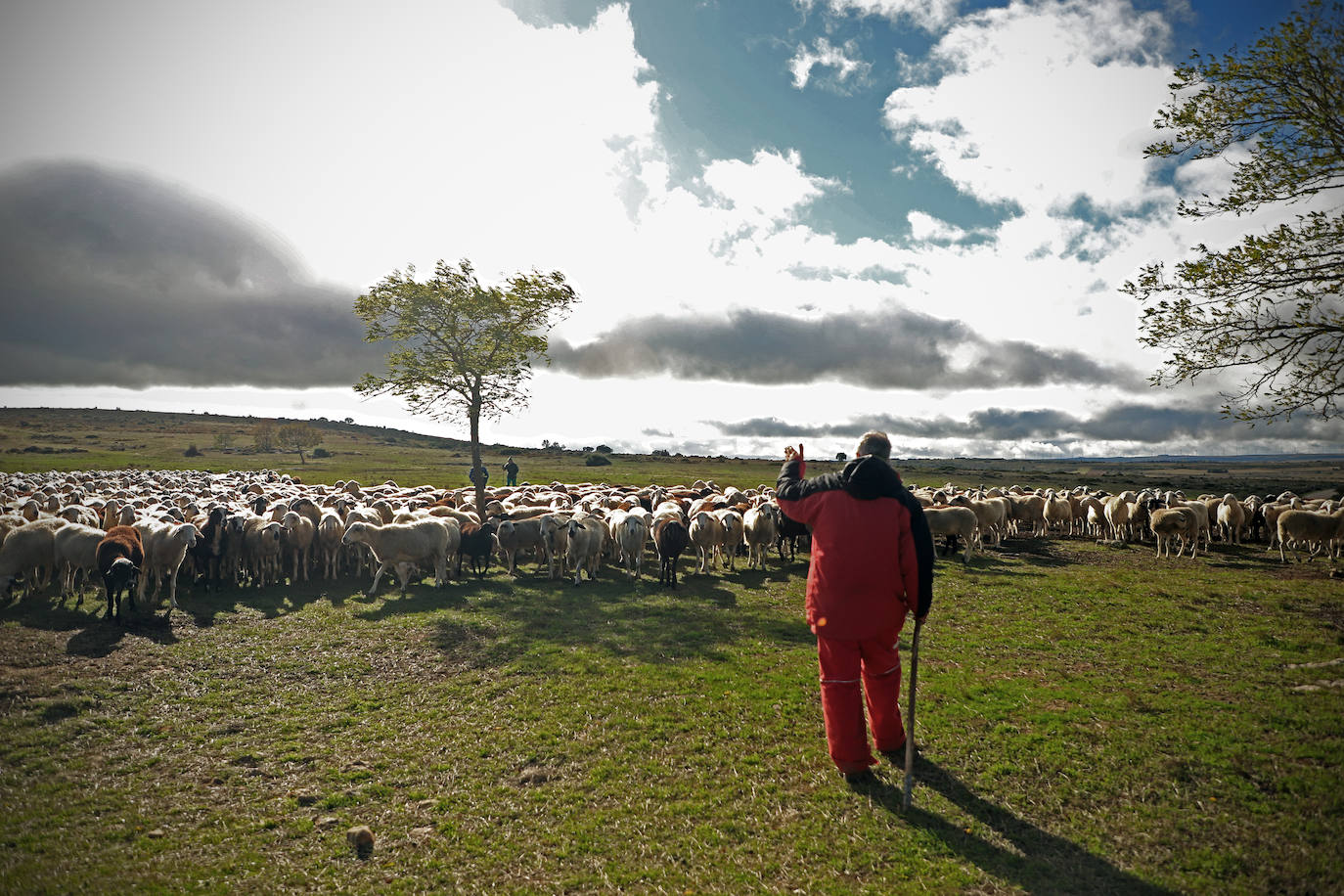 Conocimientos tradicionales e innovación con los últimos pastores de Valdivielso