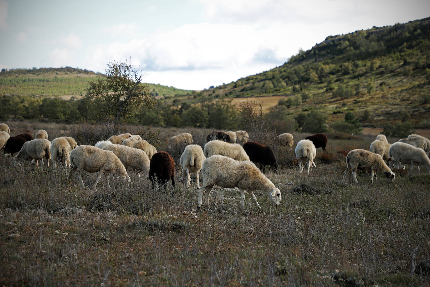 Conocimientos tradicionales e innovación con los últimos pastores de Valdivielso