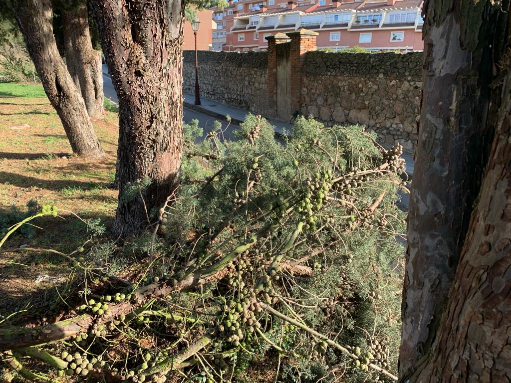 El temporal de viento azota Burgos