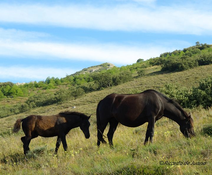 Gestión particular y un centro de doma y equitación para el futuro del caballo losino