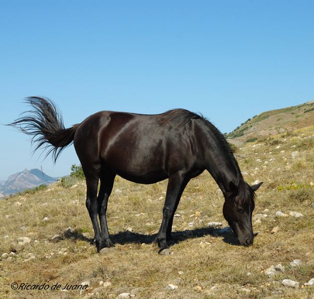 Gestión particular y un centro de doma y equitación para el futuro del caballo losino