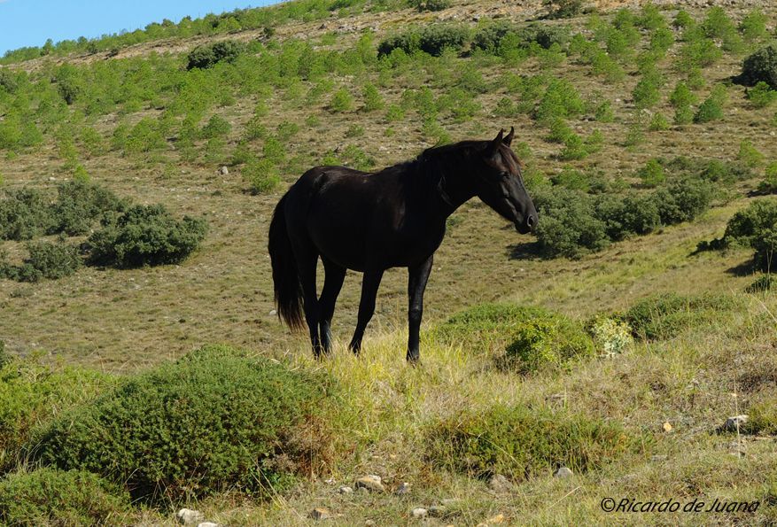 Gestión particular y un centro de doma y equitación para el futuro del caballo losino