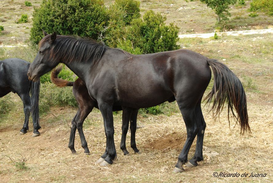 Gestión particular y un centro de doma y equitación para el futuro del caballo losino