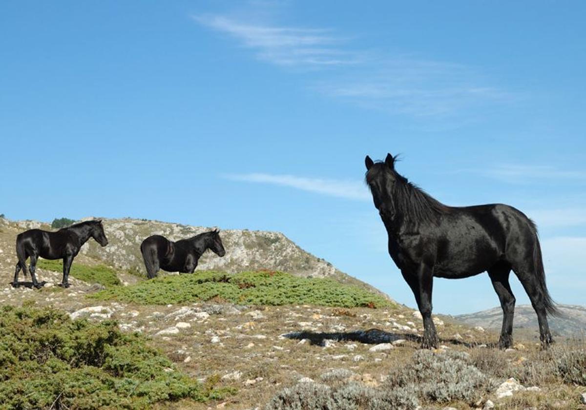 Tres ejemplares de caballo losino en los montes de Pancorbo.