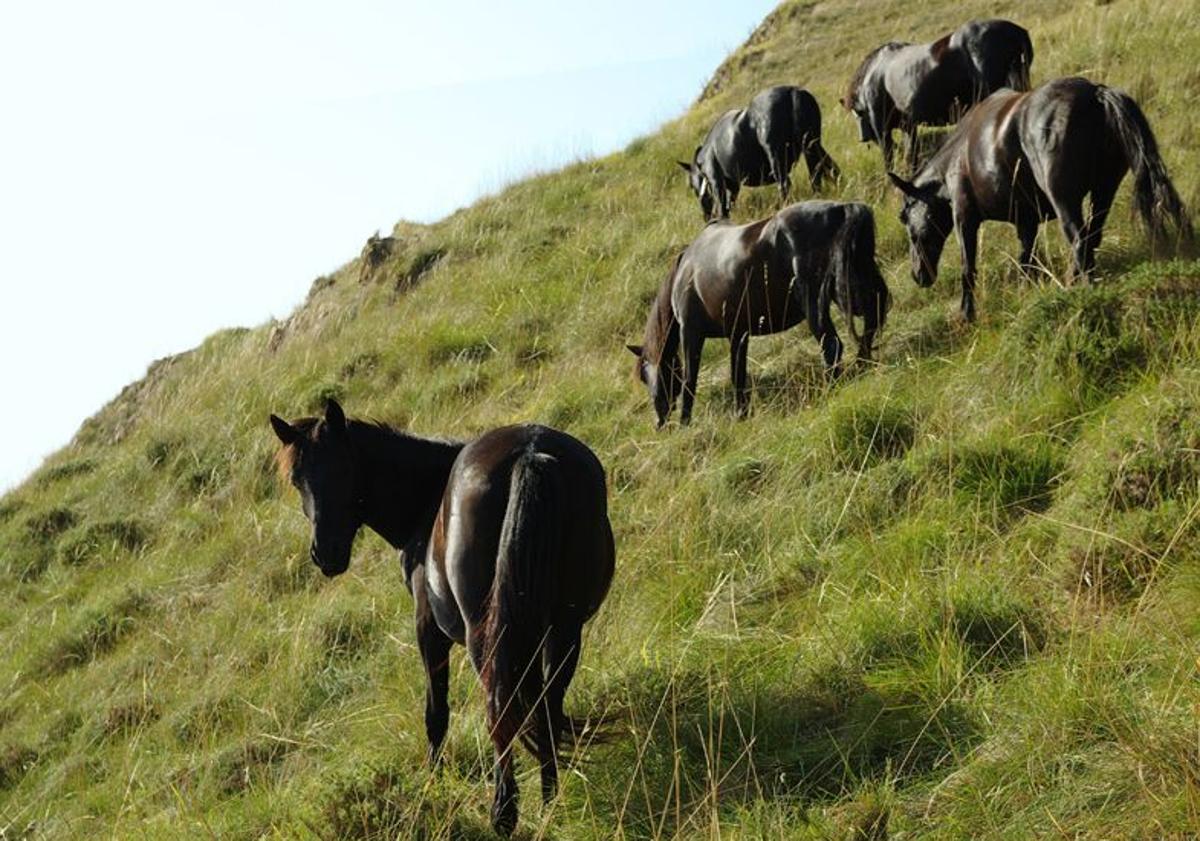 Imagen principal - Ejemplares de caballo losino en Pancorbo. 