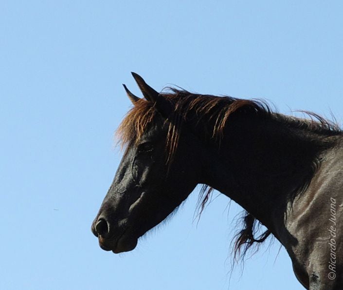 Gestión particular y un centro de doma y equitación para el futuro del caballo losino