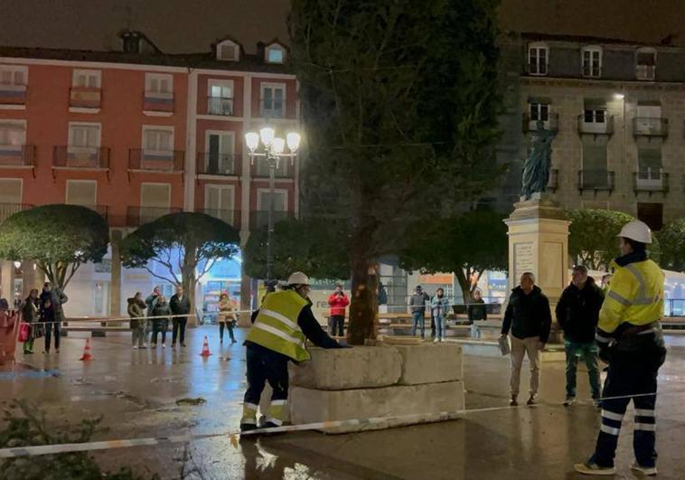 Los operarios colocan el árbol de Navidad en la Plaza Mayor.