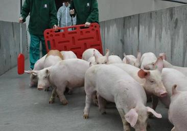 El sector porcino expresa su «total rechazo» a las prácticas denunciadas en la granja de Burgos