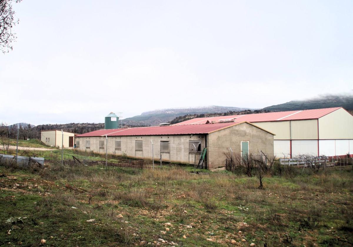 Imagen principal - Exteriores de la granja de cerdos y un cráneo que se encontraba en el interior del vallado. 