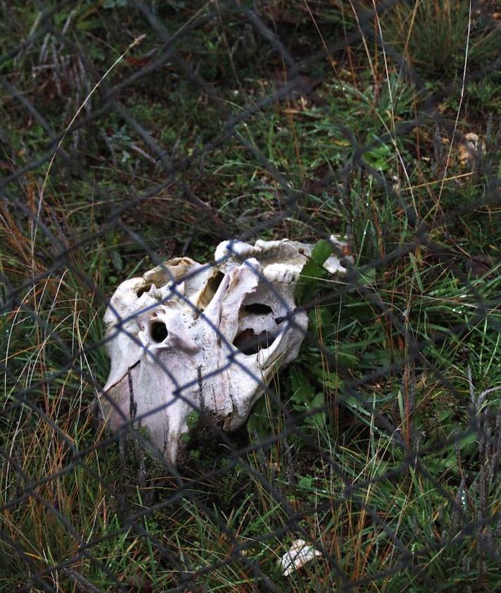 Imagen secundaria 2 - Exteriores de la granja de cerdos y un cráneo que se encontraba en el interior del vallado. 