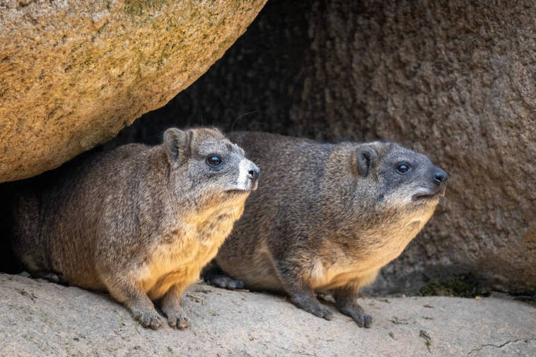 Damanes roqueros del Bioparc de Valencia.