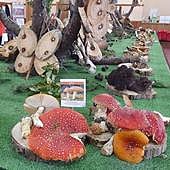 El coto Pinares Sur trabaja en una aplicación móvil para gestionar licencias