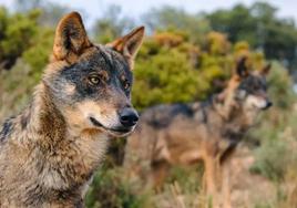 La Junta exige rebajar la protección del lobo para autorizar su caza controlada en España