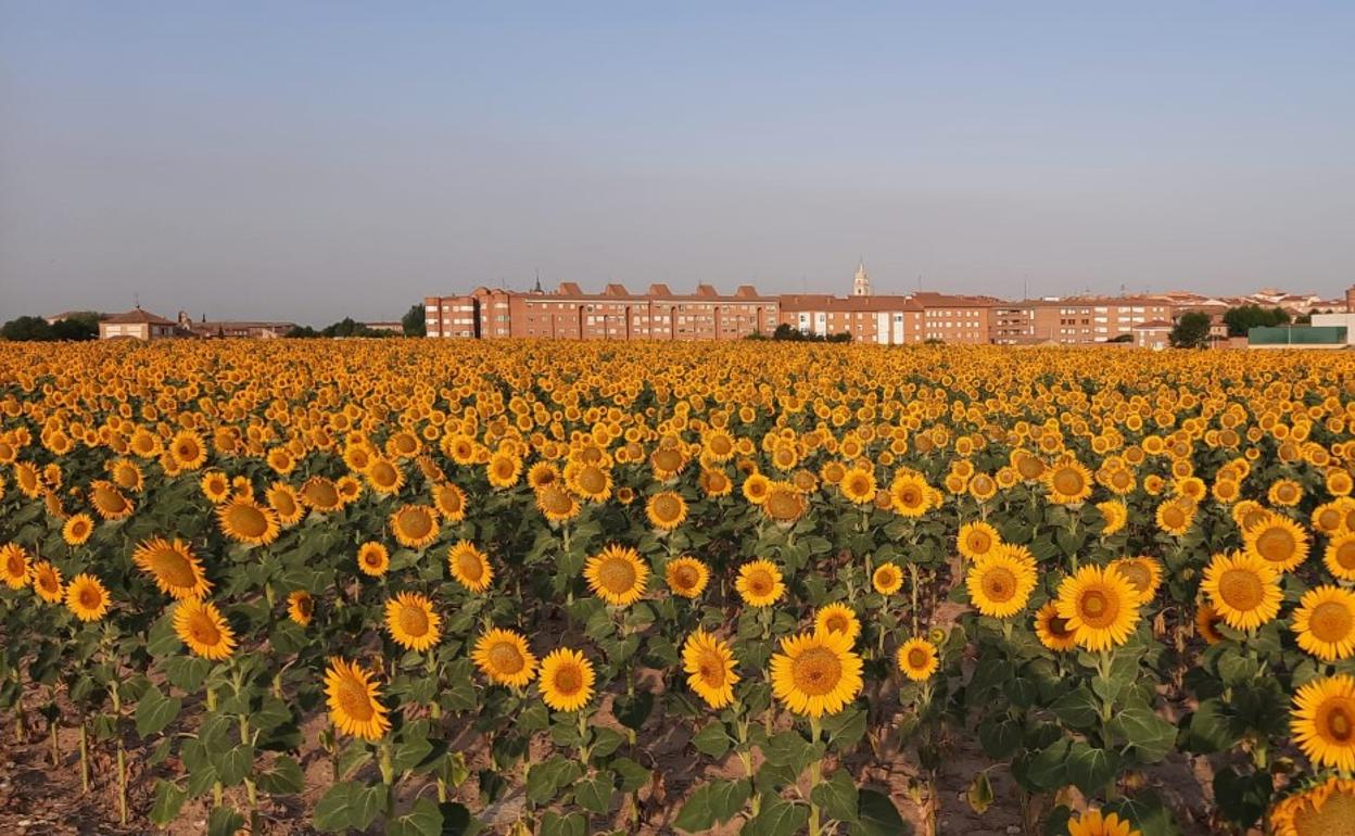 Superficie de girasol el pasado verano. 