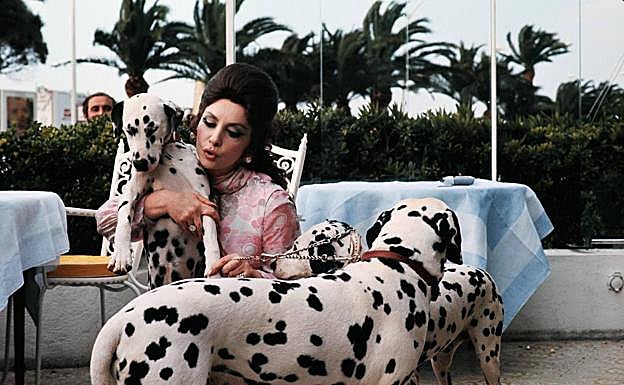 Gina Lollobrigida en el hotel Carlton de Cannes en 1972 con sus cuatro perros dálmata.