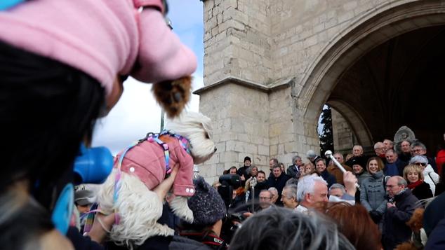 Fotos: Los burgaleses abrigan a sus mascotas para bendecirlas en San Antón