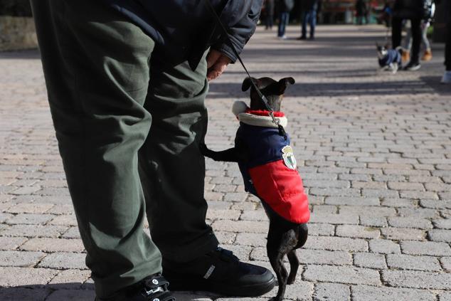 Fotos: Los burgaleses abrigan a sus mascotas para bendecirlas en San Antón