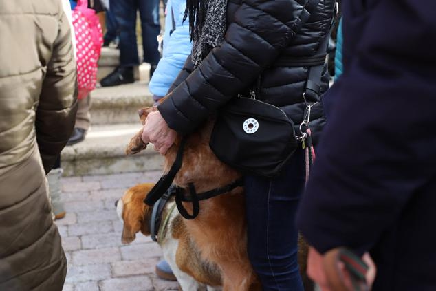 Fotos: Los burgaleses abrigan a sus mascotas para bendecirlas en San Antón