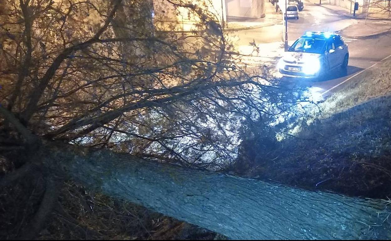 Árbol caído por las rachas de viento en Burgos