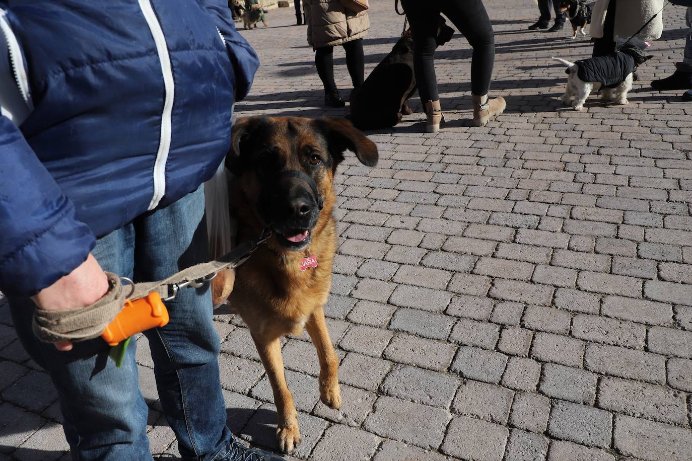 Fotos: Los burgaleses abrigan a sus mascotas para bendecirlas en San Antón