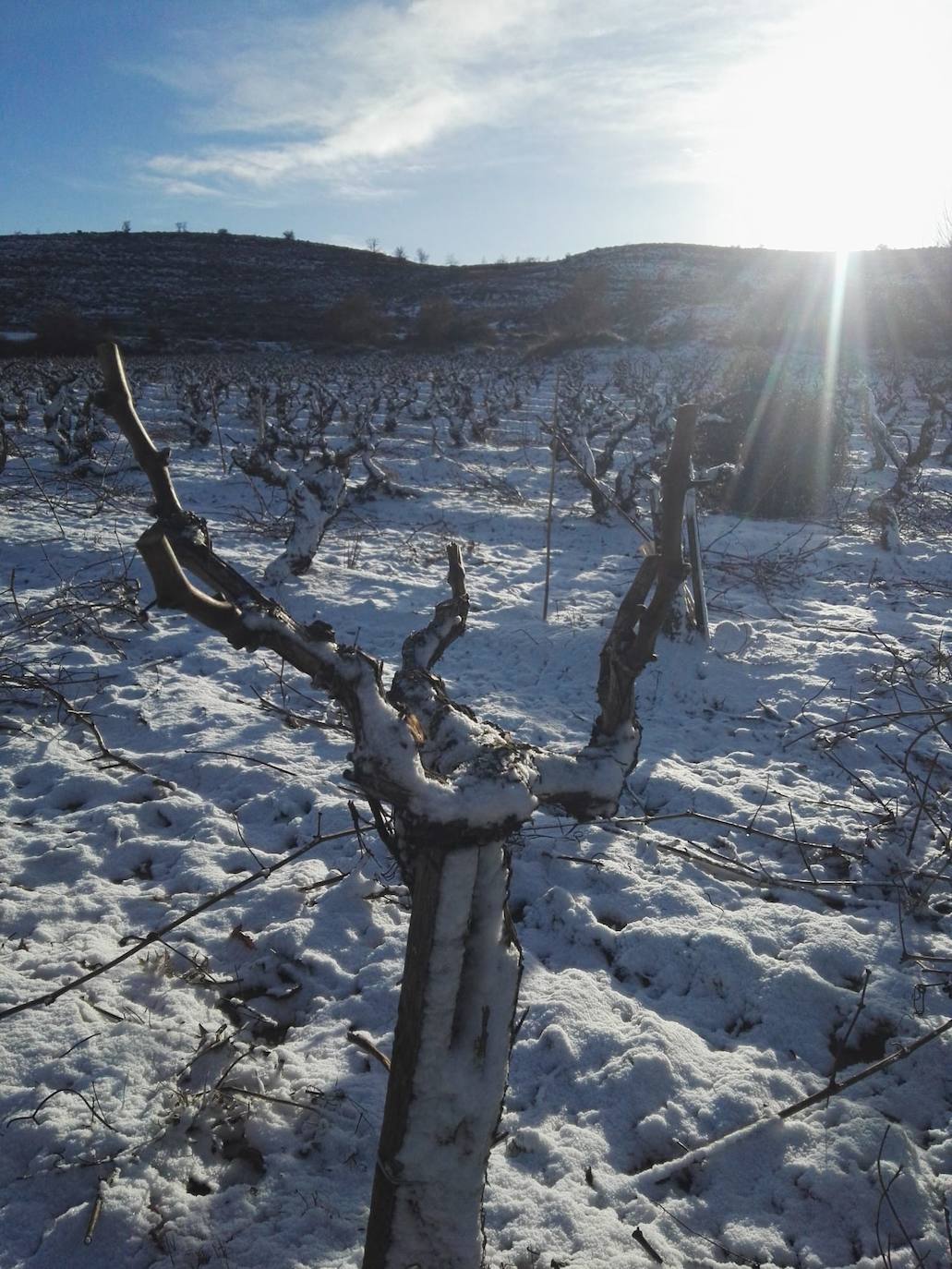 Viñedos nevados en Viejas de Izán, en Gumiel de Izán