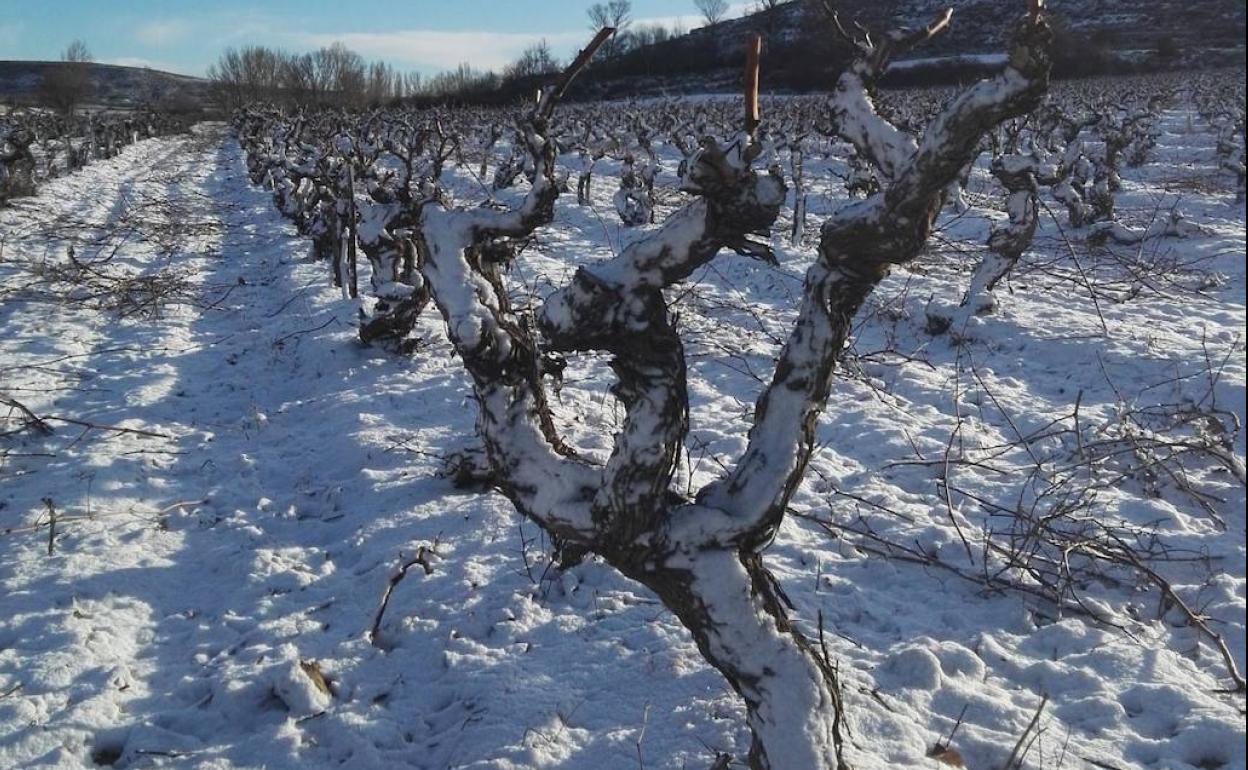 Viñedos de Viejas de Izán, en Gumiel de Izán