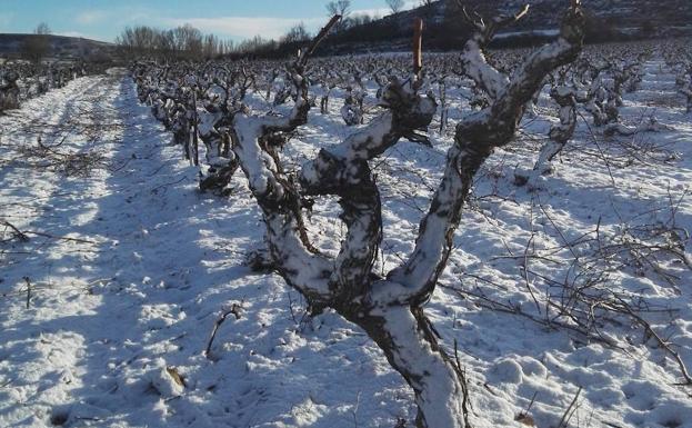 La nieve cubre los viñedos de Ribera del Duero