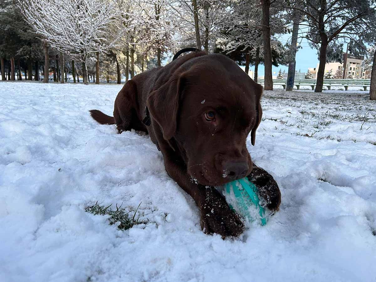 Los paseos de la mañana han estado protagonizados por la nieve. 