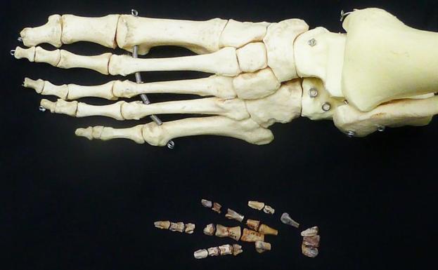 Comparación de pie humano y de Vegagete. 