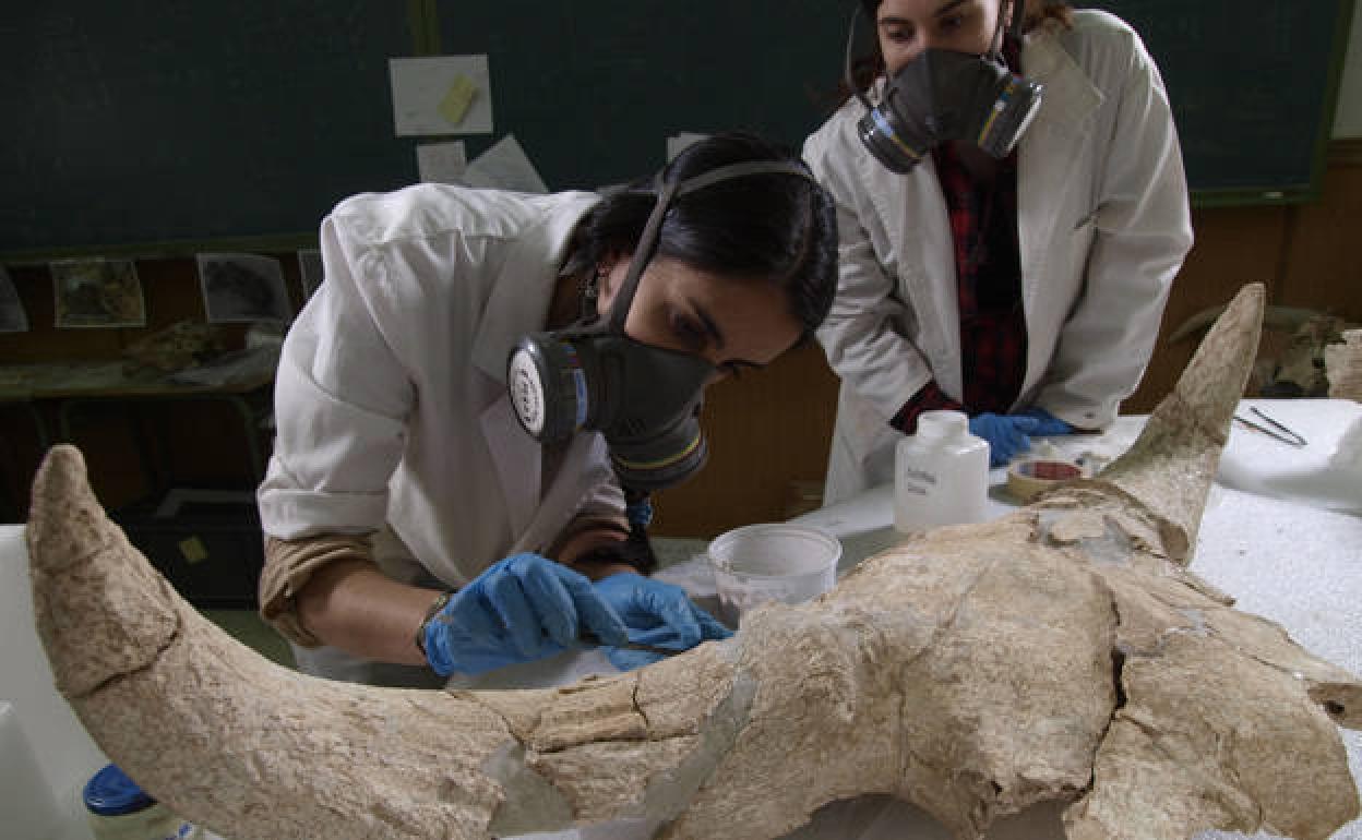 Momento en el laboratorio de restauración de uno de los cráneos de Cueva-Des-Cubierta. 