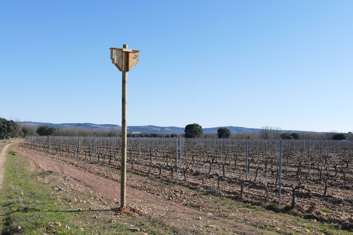 Caja nido de murciélagos, instalada en los viñedos de la bodega Páramo de Corcos, para fomentar el control biológico de la polilla del racimo. Moradillo de Roa, Burgos.