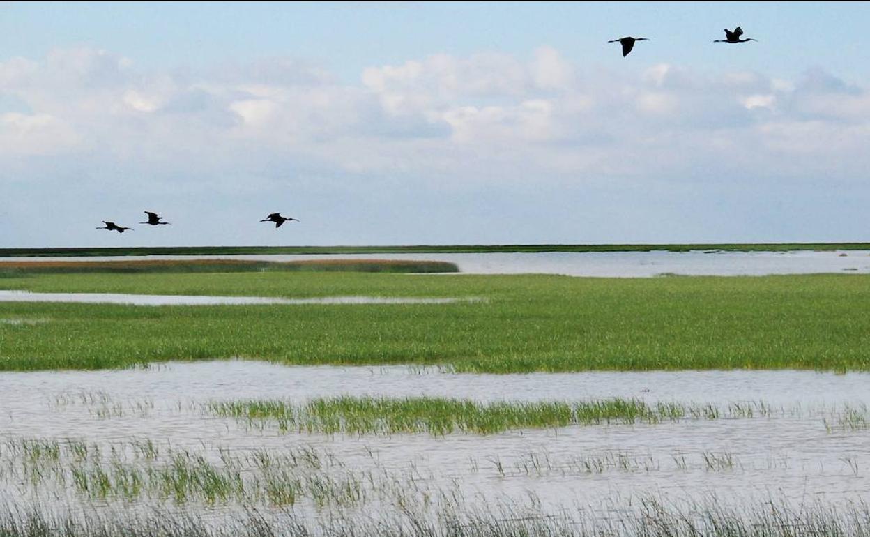 Los humedales son ecosistemas fundamentales para la Tierra. 