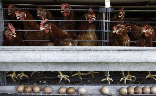 Gripe aviar: el riesgo del virus H5N1 de provocar una pandemia