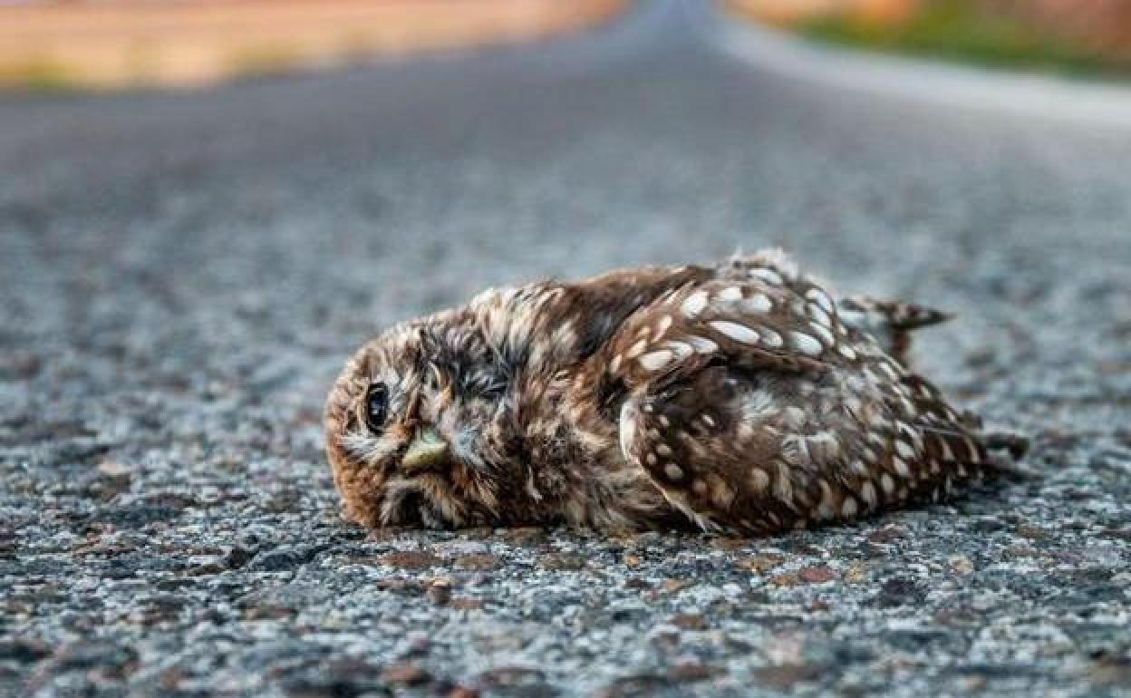 Un mochuelo yace muerto sobre el asfalto tras ser golpeado por un vehículo