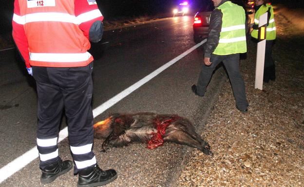 El 3,37 % de los incidentes atendidos por el 1-1-2 en Burgos tuvieron animales involucrados