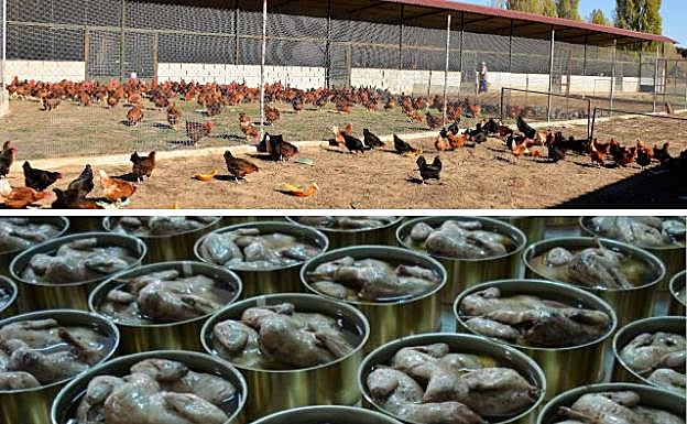 Arriba, la granja familiar donde crían las aves. Debajo, el proceso de enlatado tras el tradicional cocinado en escabeche previo