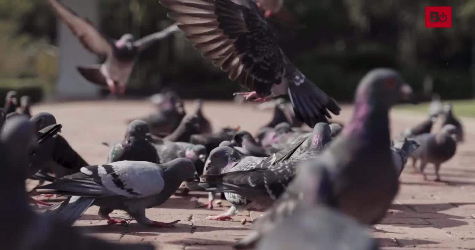 Palomo, ballenato y brujo son algunos de los gentilicios en pueblos de Burgos