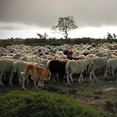 Seis ovejas muertas y otras mordidas por los lobos en Villafranca Montes de Oca